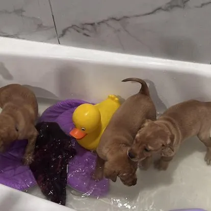 Quick Trigger Kennels photo 110