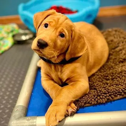 Quick Trigger Kennels photo 111
