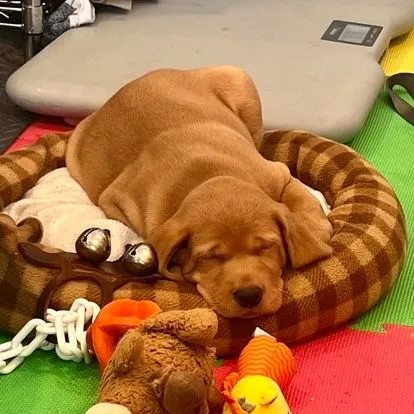 Quick Trigger Kennels photo 112