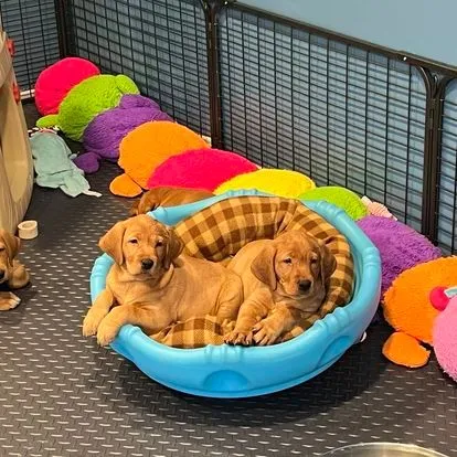 Quick Trigger Kennels photo 114