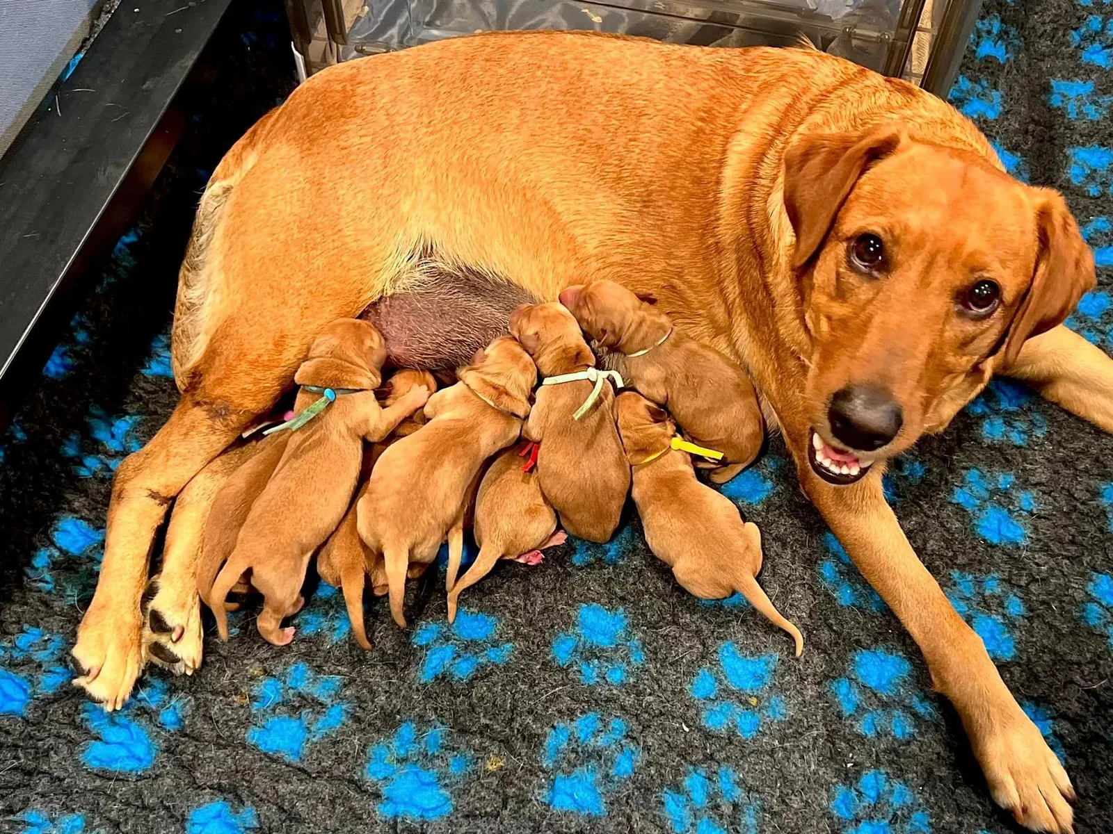 Quick Trigger Kennels photo 115