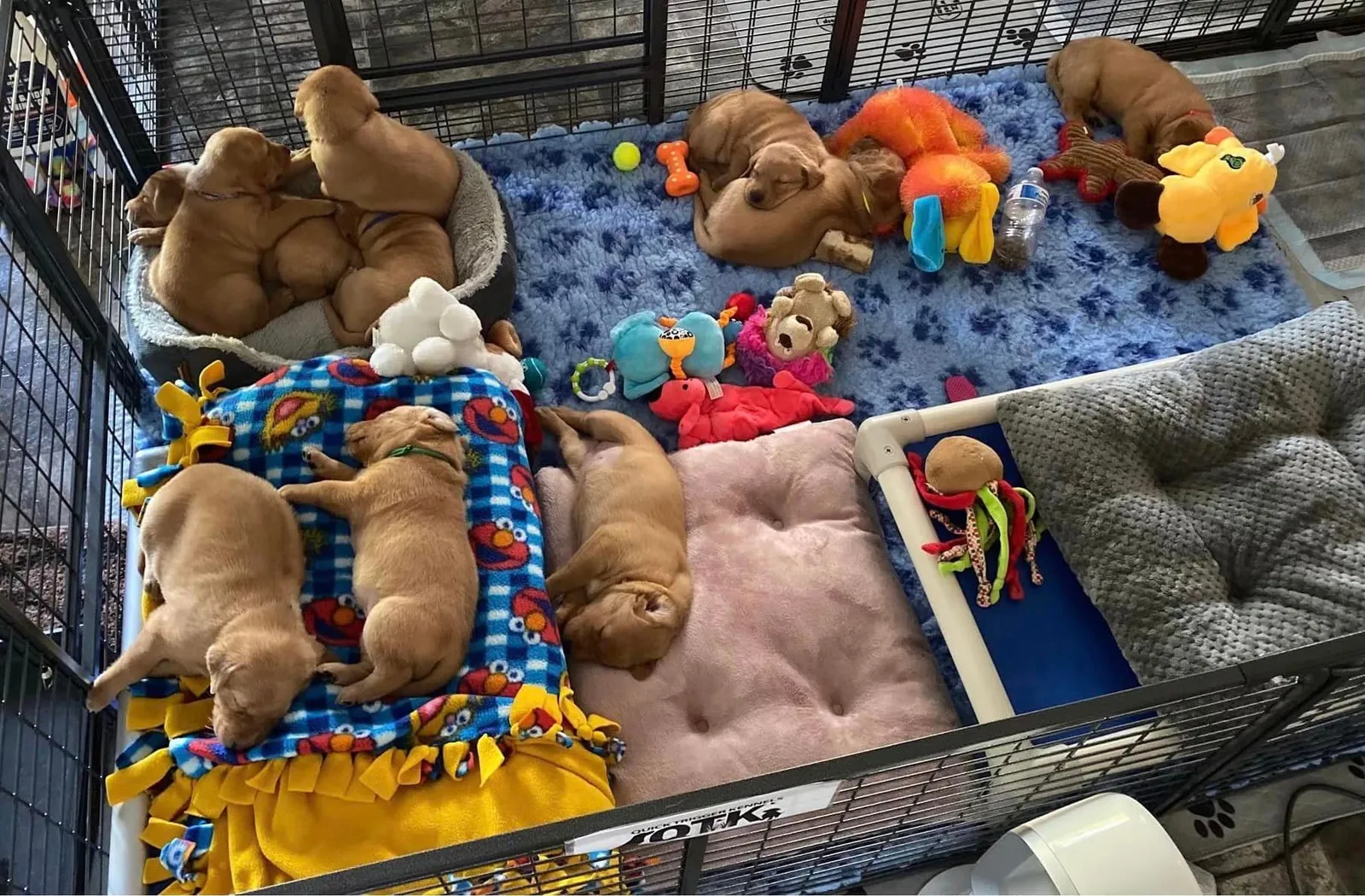 Quick Trigger Kennels photo 116