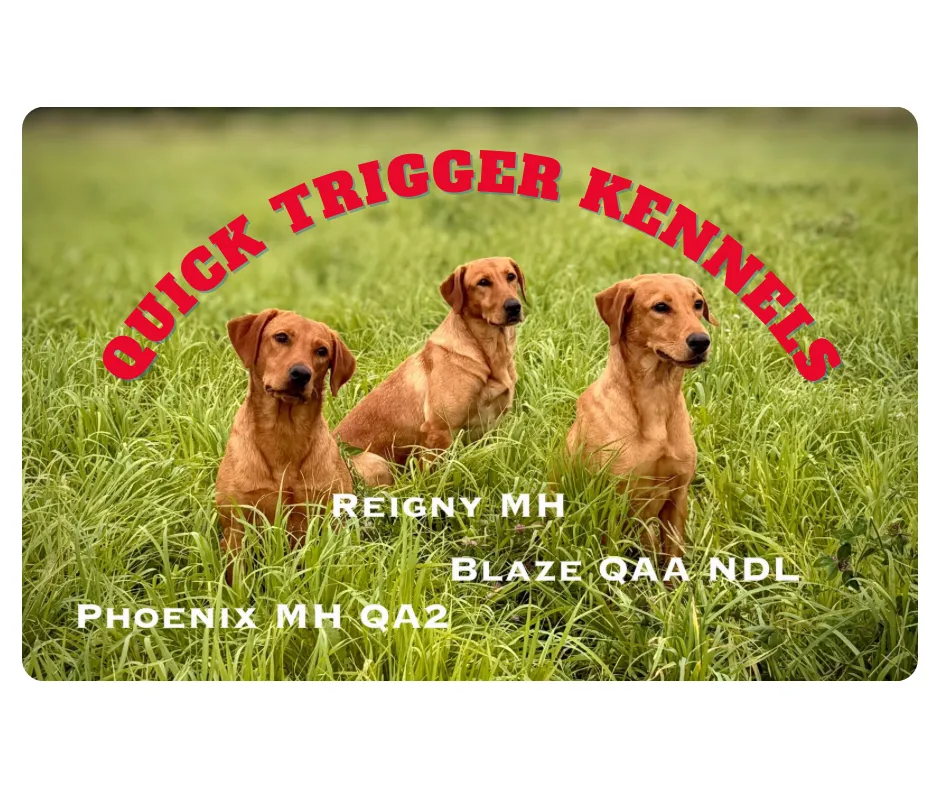 Quick Trigger Kennels photo 121