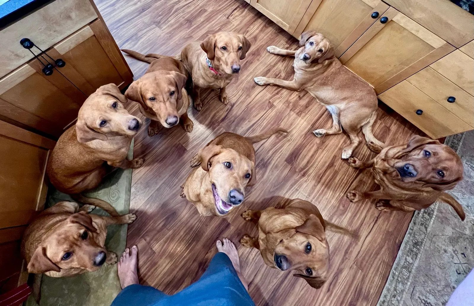 Quick Trigger Kennels photo 122