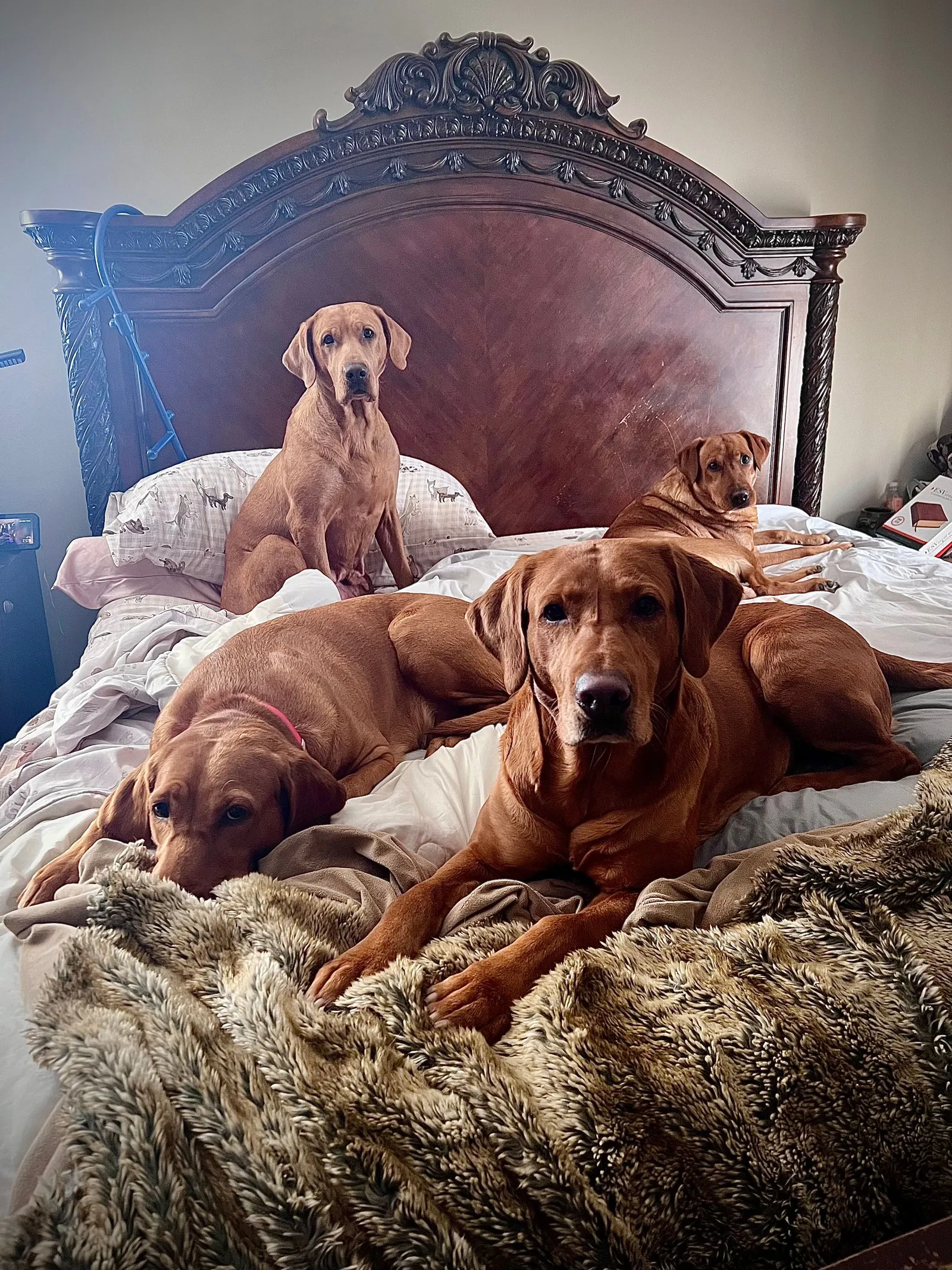 Quick Trigger Kennels photo 124