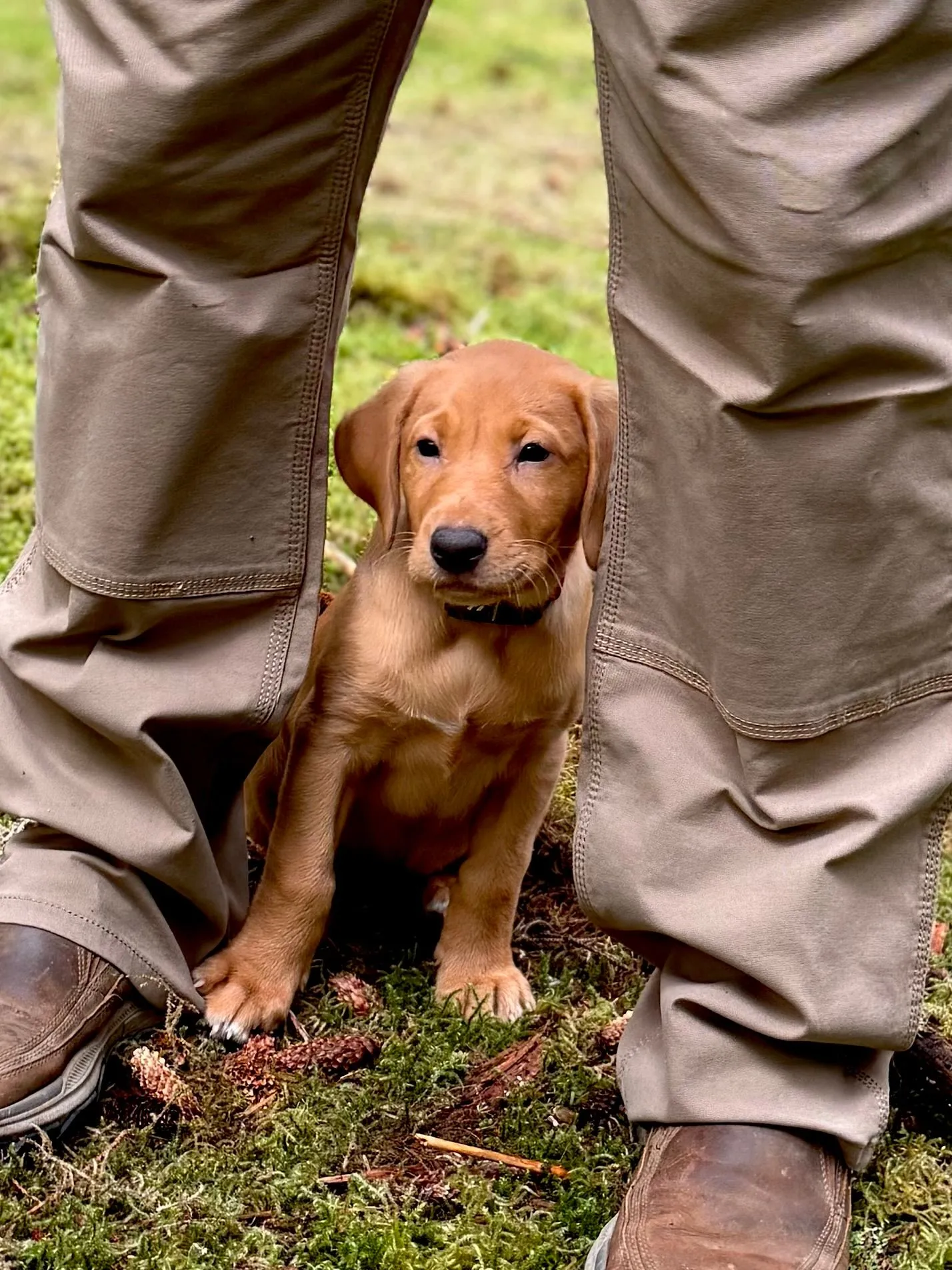 Quick Trigger Kennels photo 127