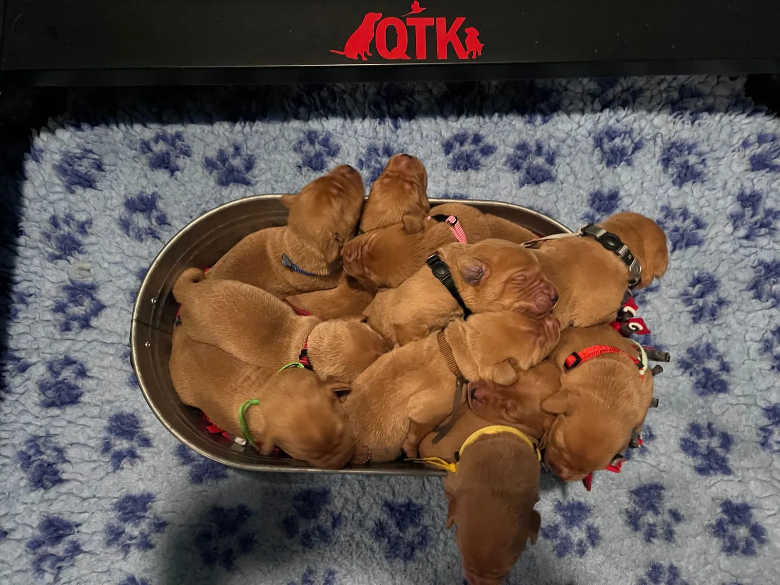 Quick Trigger Kennels photo 132