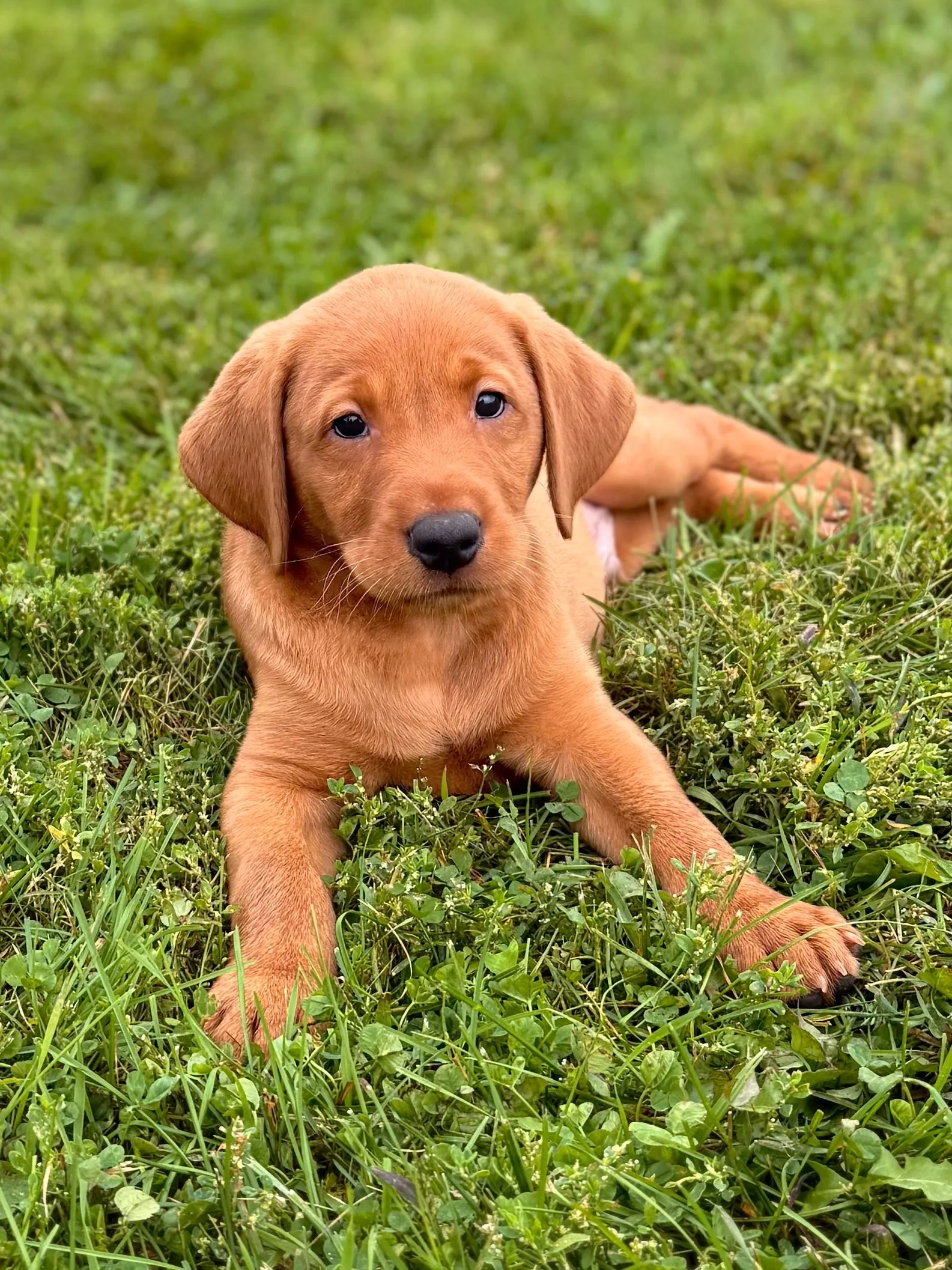 Quick Trigger Kennels photo 134