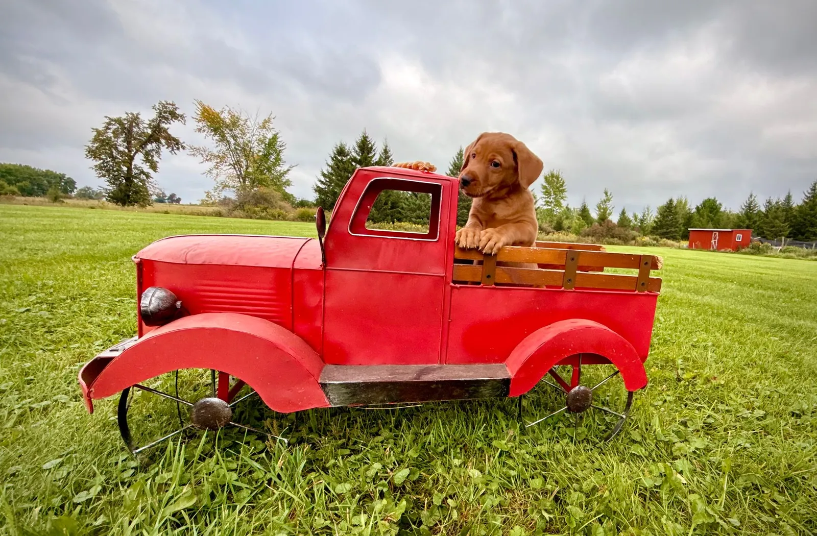 Quick Trigger Kennels photo 135
