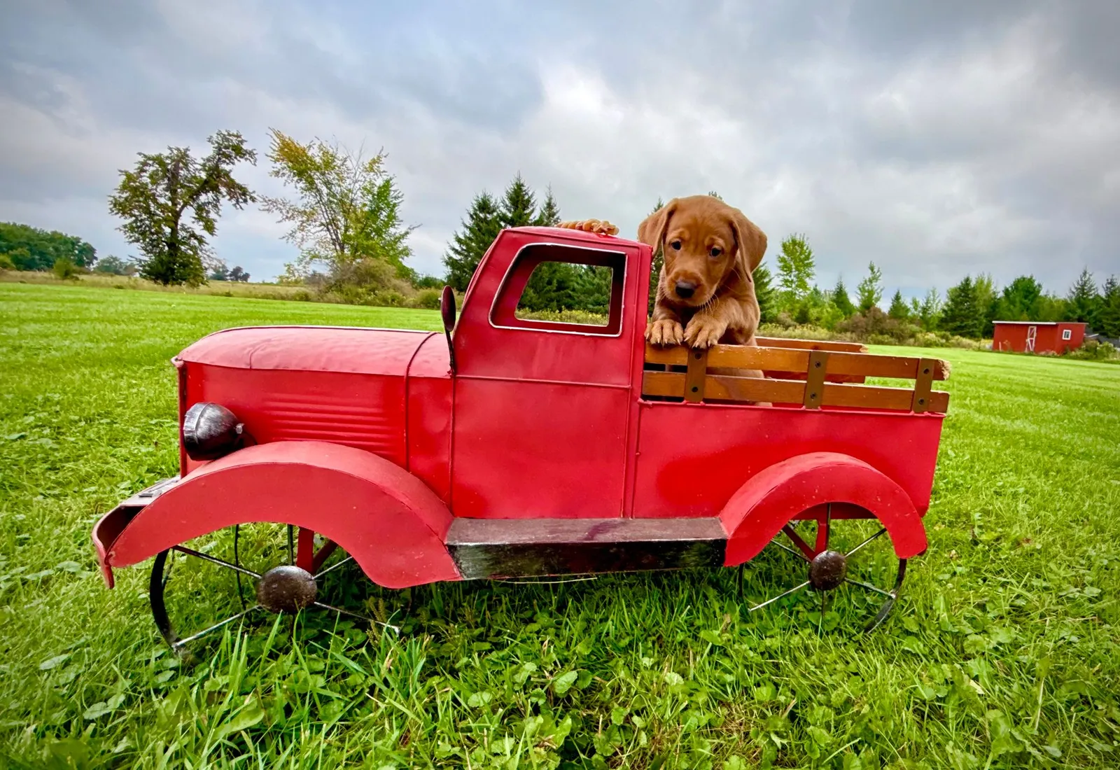 Quick Trigger Kennels photo 136