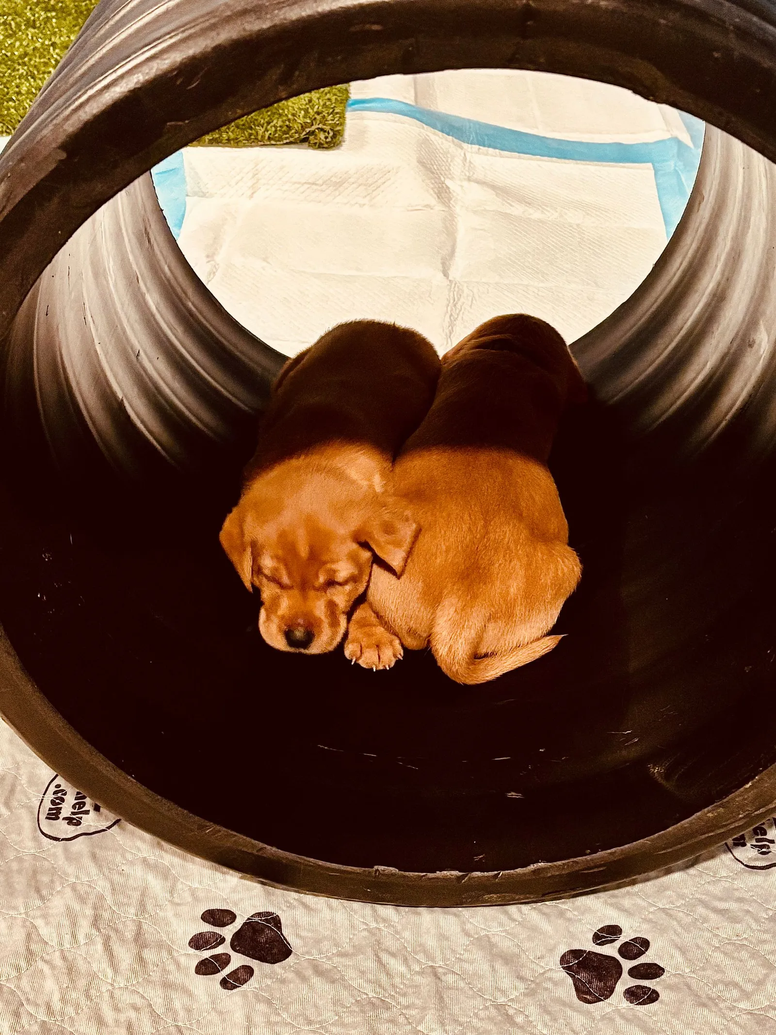 Quick Trigger Kennels photo 137