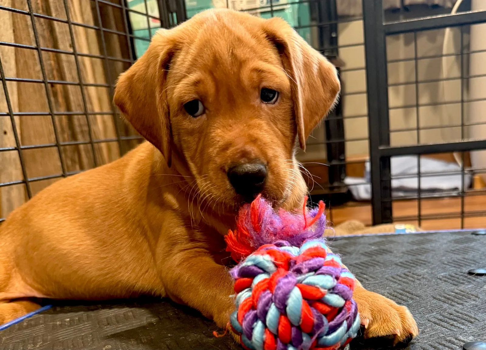 Quick Trigger Kennels photo 138
