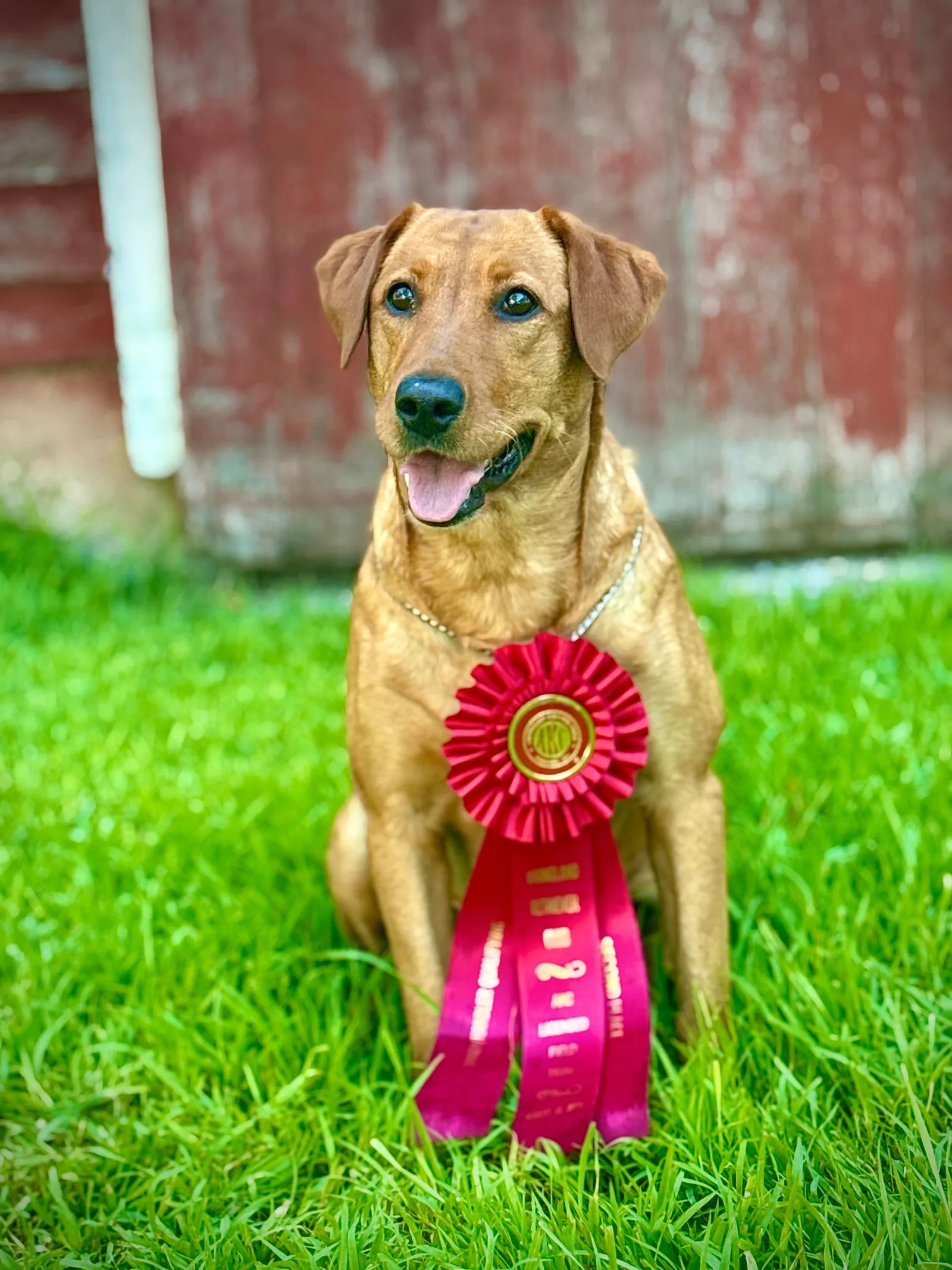 Quick Trigger Kennels photo 139