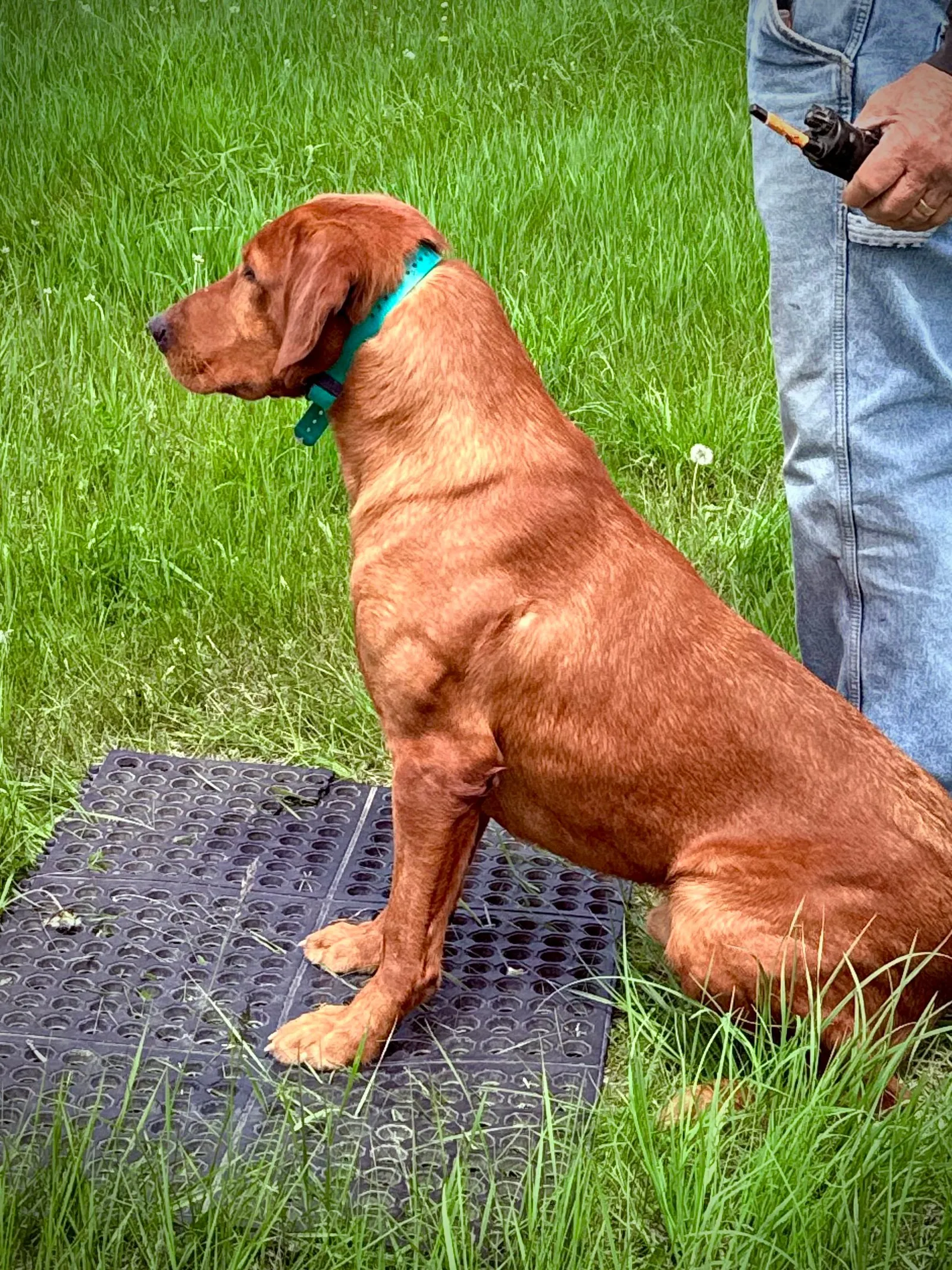 Quick Trigger Kennels photo 142