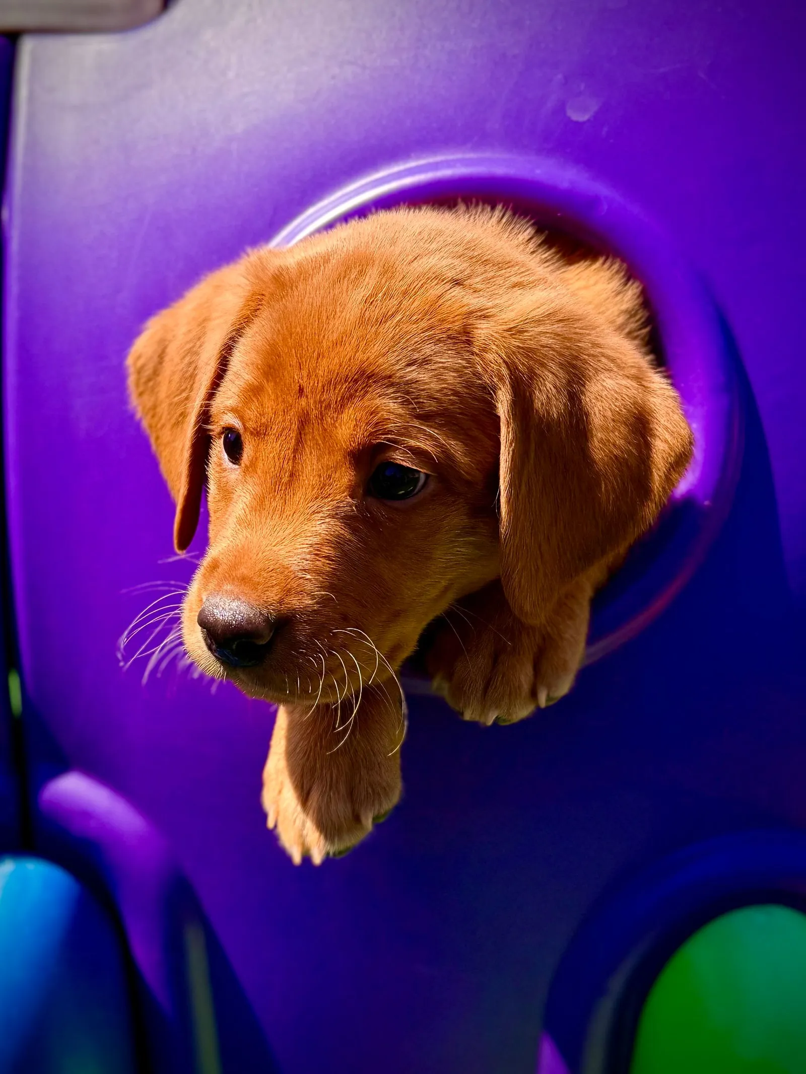 Quick Trigger Kennels photo 143