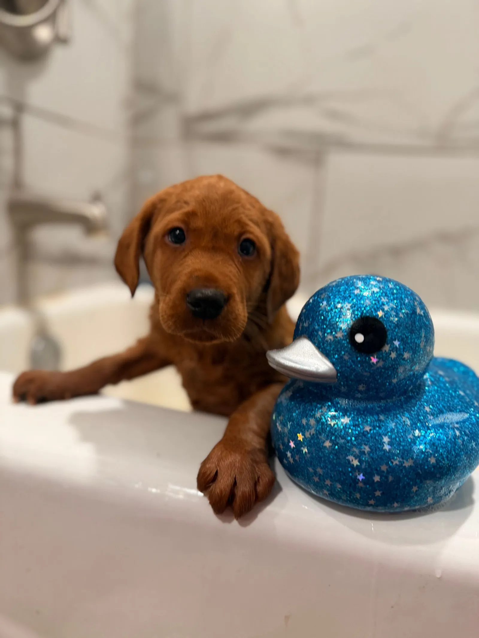 Quick Trigger Kennels photo 145