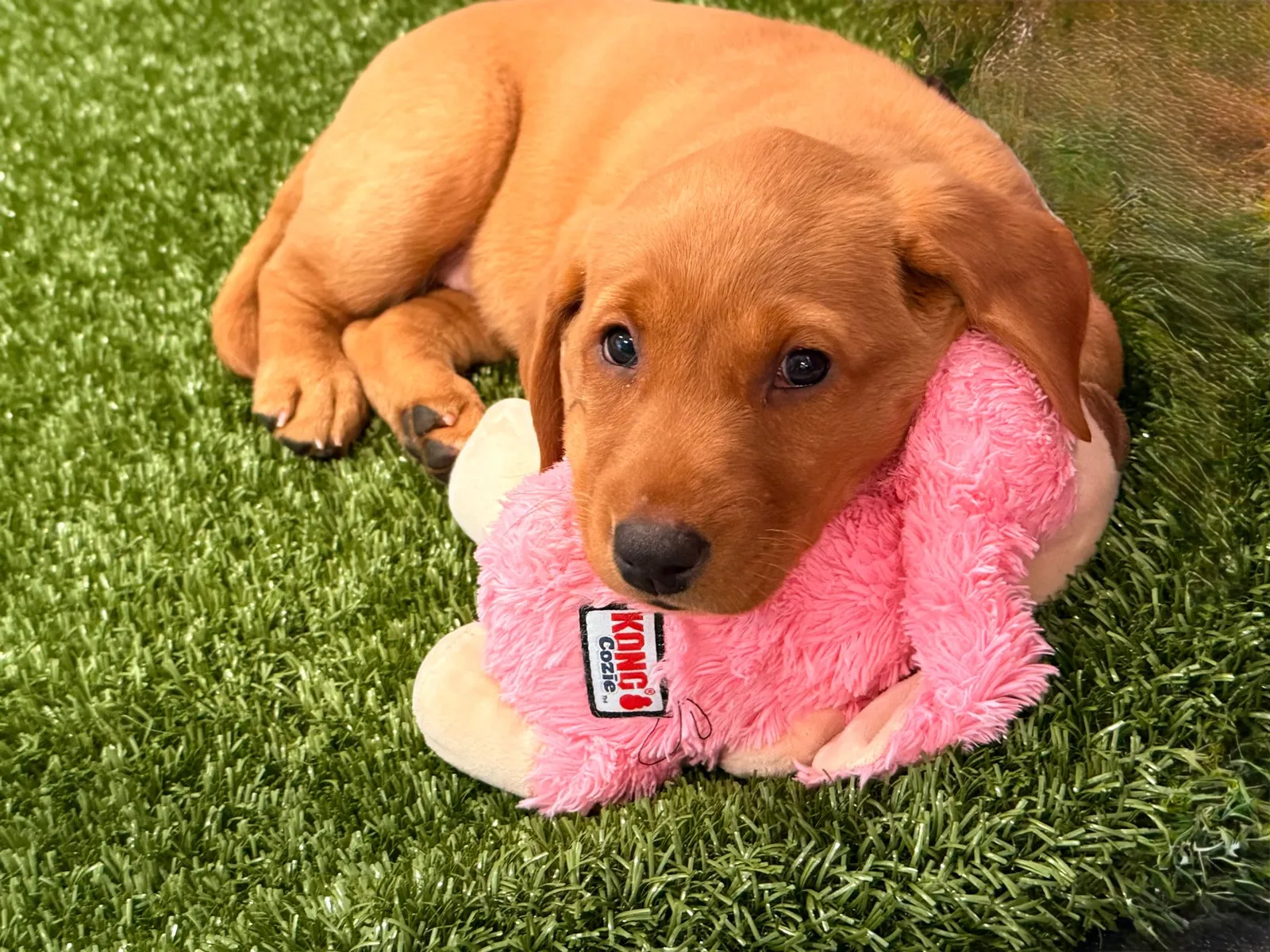 Quick Trigger Kennels photo 146