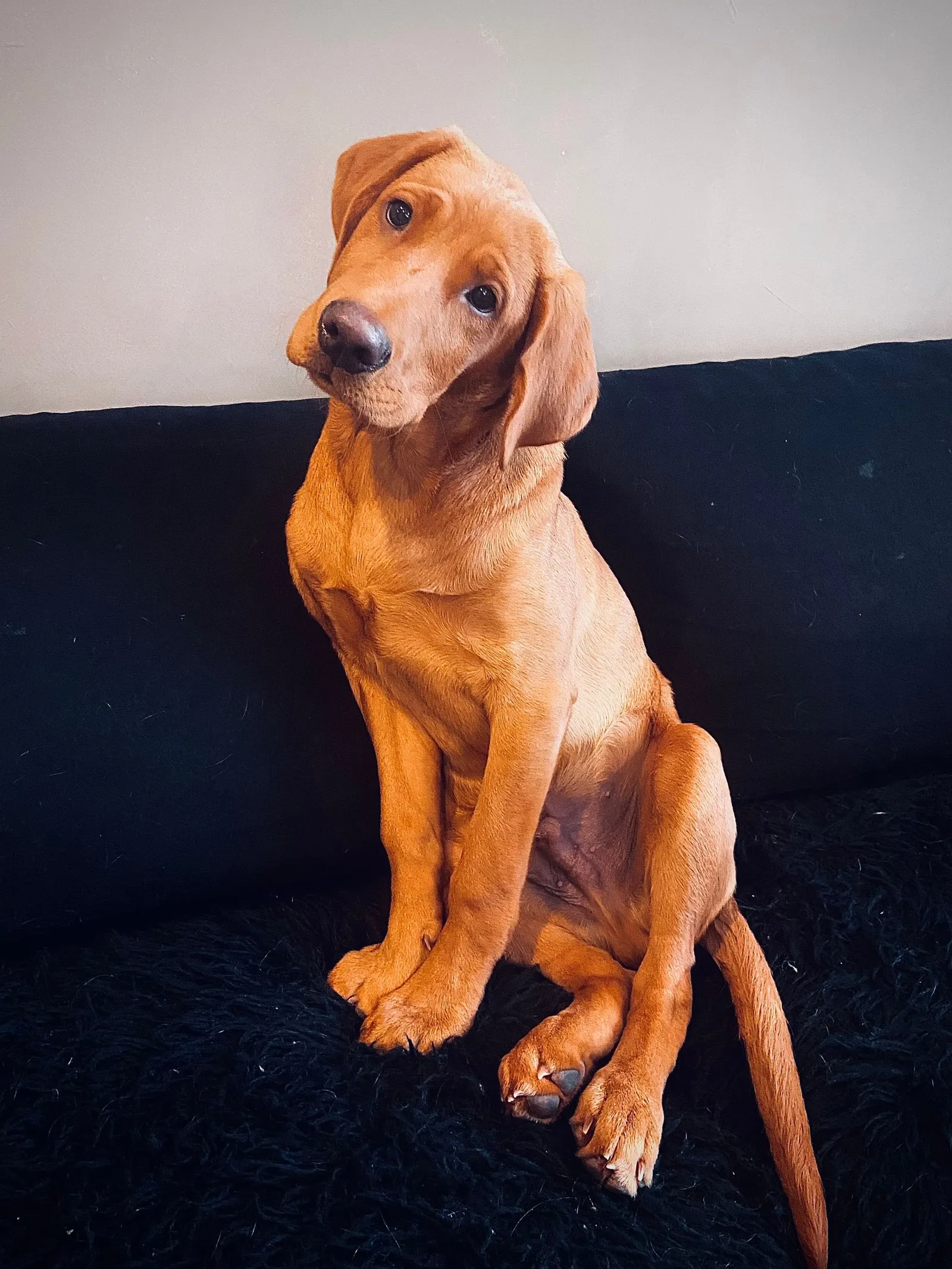 Quick Trigger Kennels photo 147
