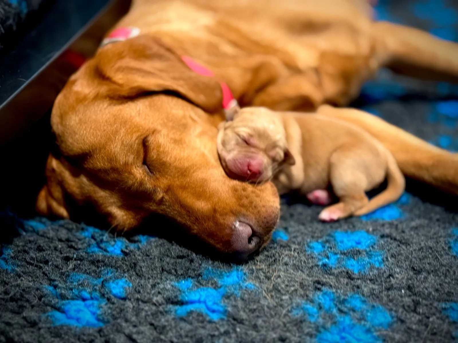 Quick Trigger Kennels photo 148