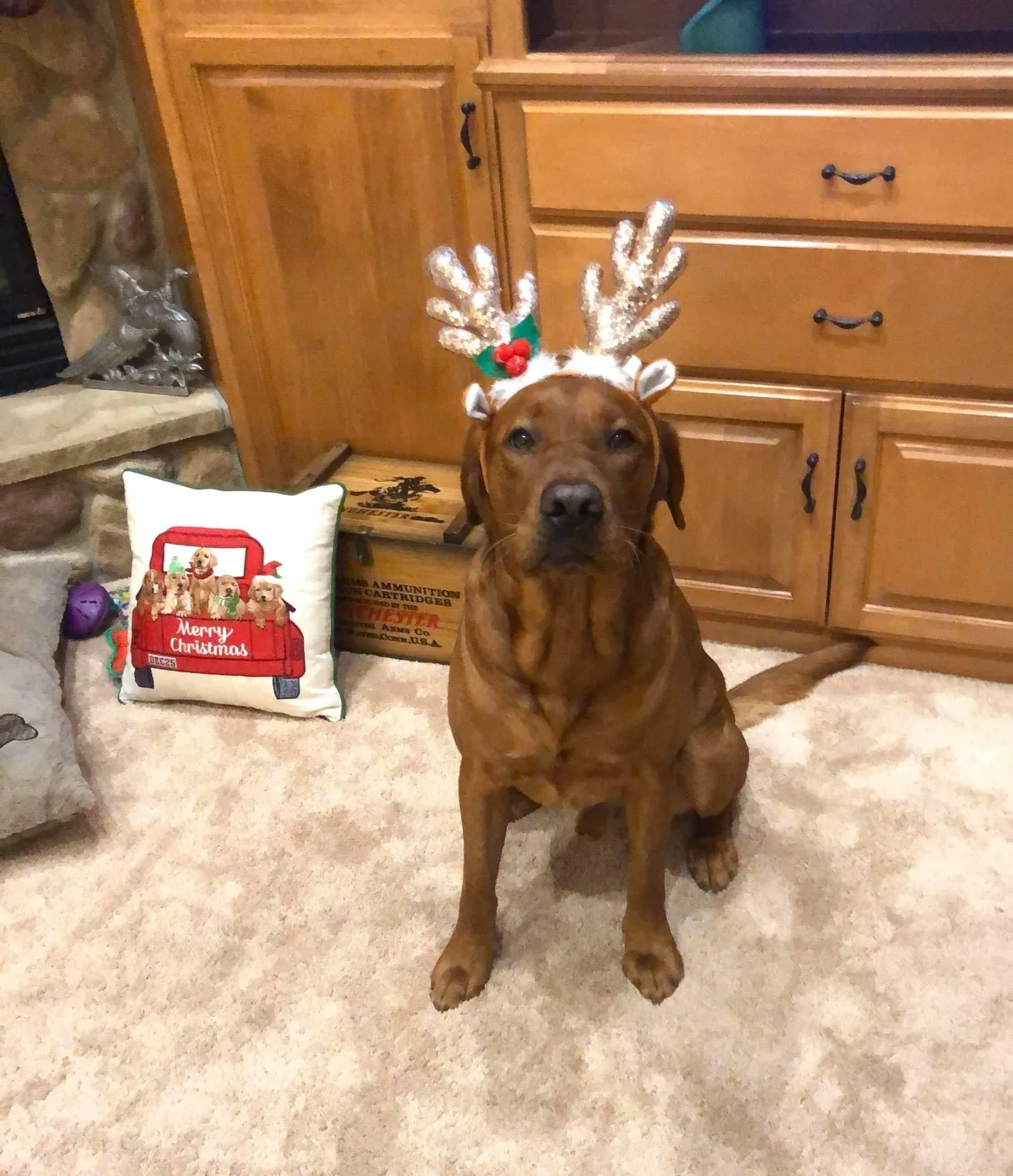 Quick Trigger Kennels photo 151