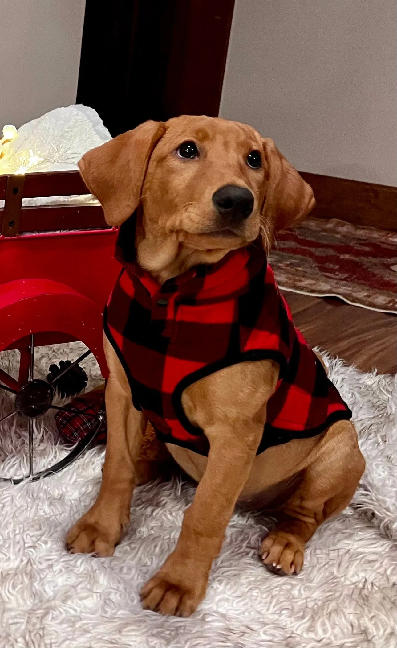 Quick Trigger Kennels photo 166