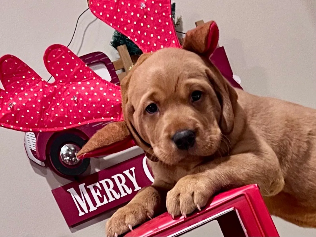 Quick Trigger Kennels photo 169