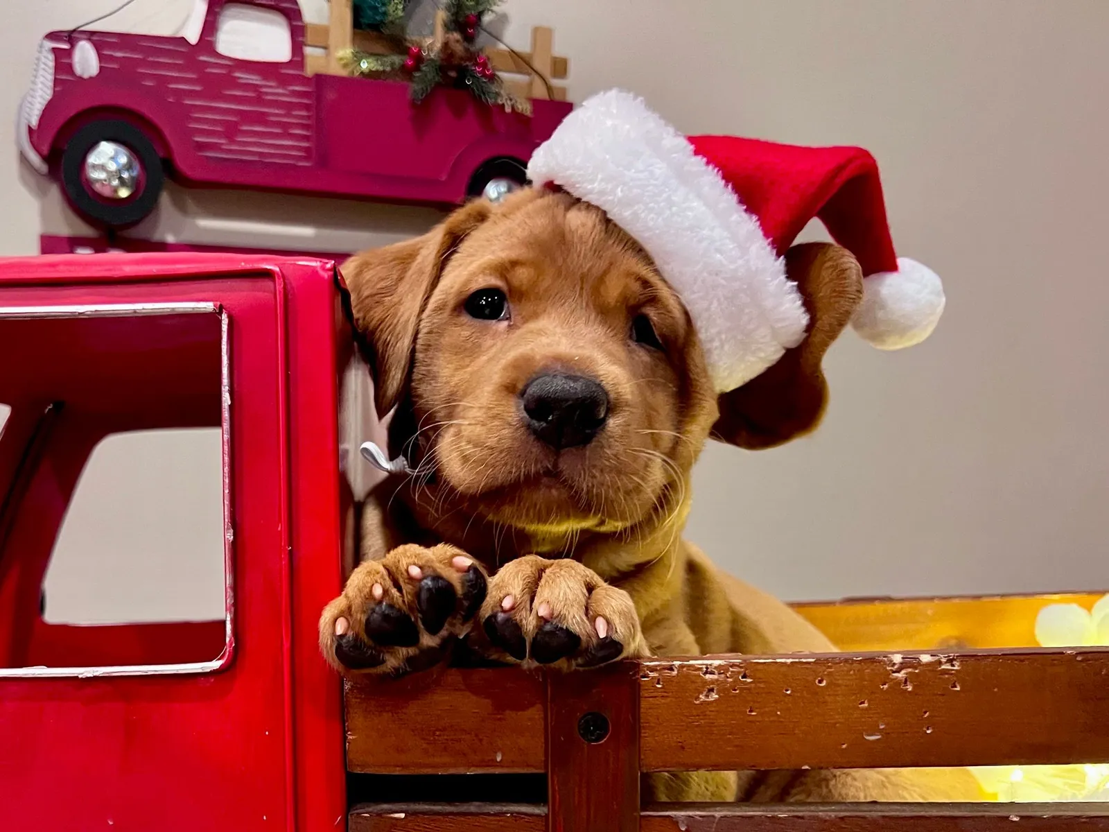 Quick Trigger Kennels photo 172