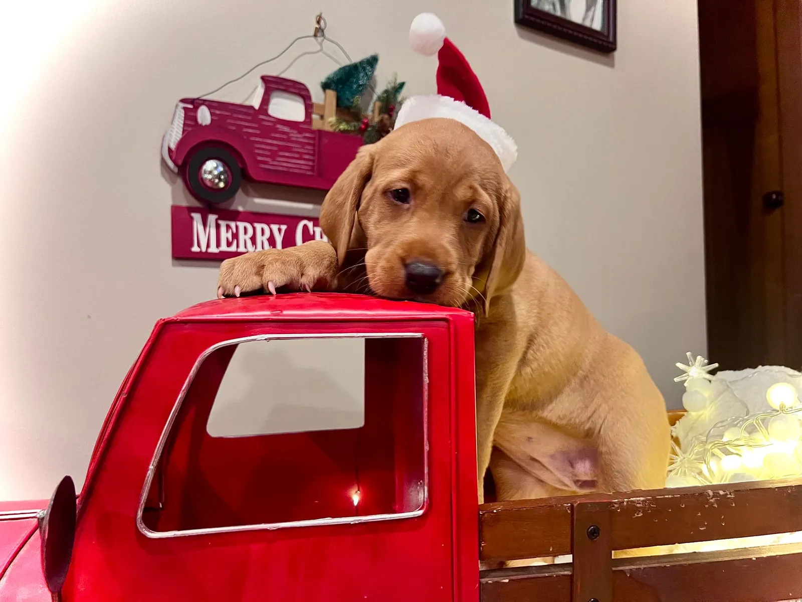 Quick Trigger Kennels photo 175