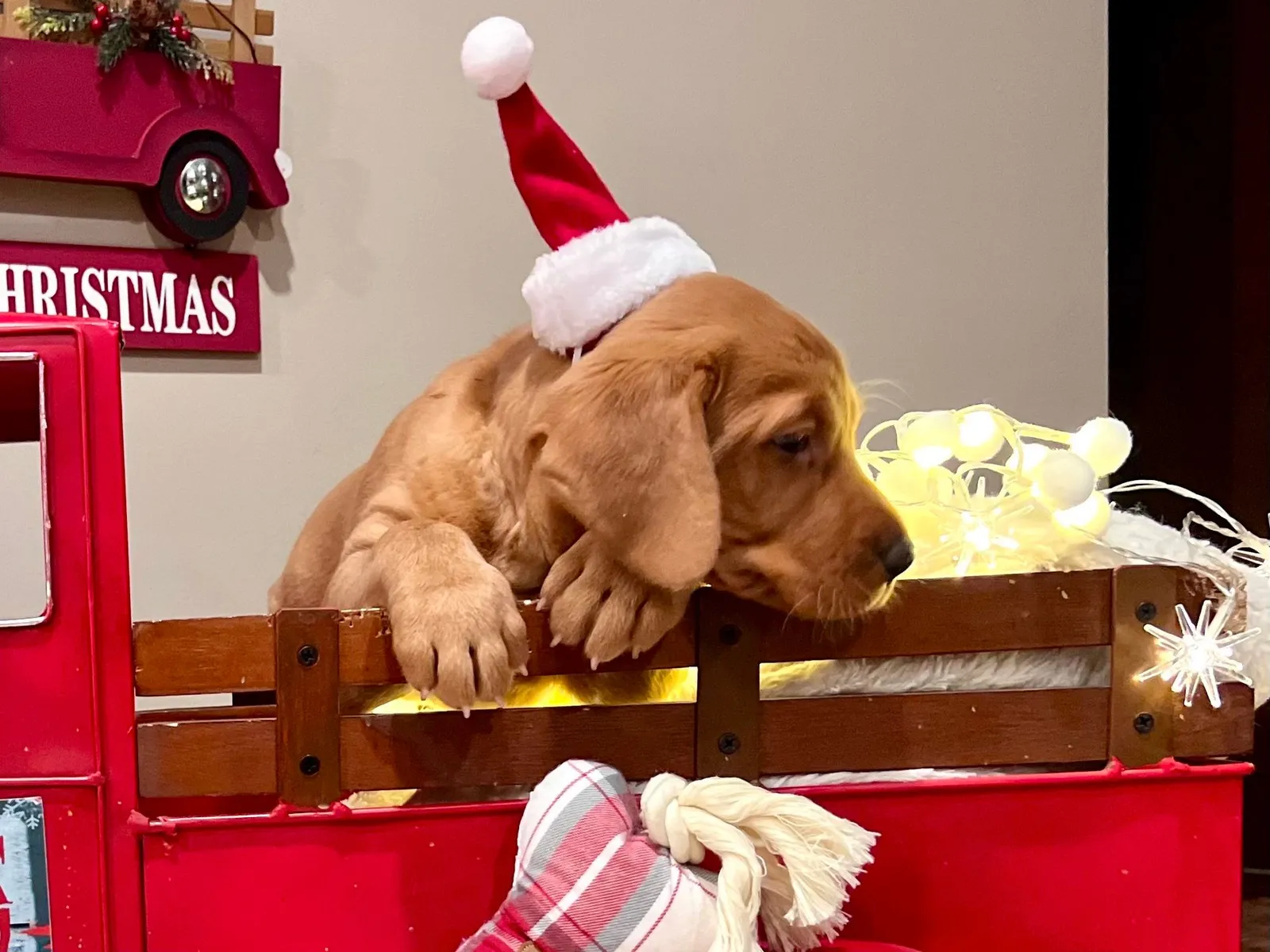 Quick Trigger Kennels photo 178