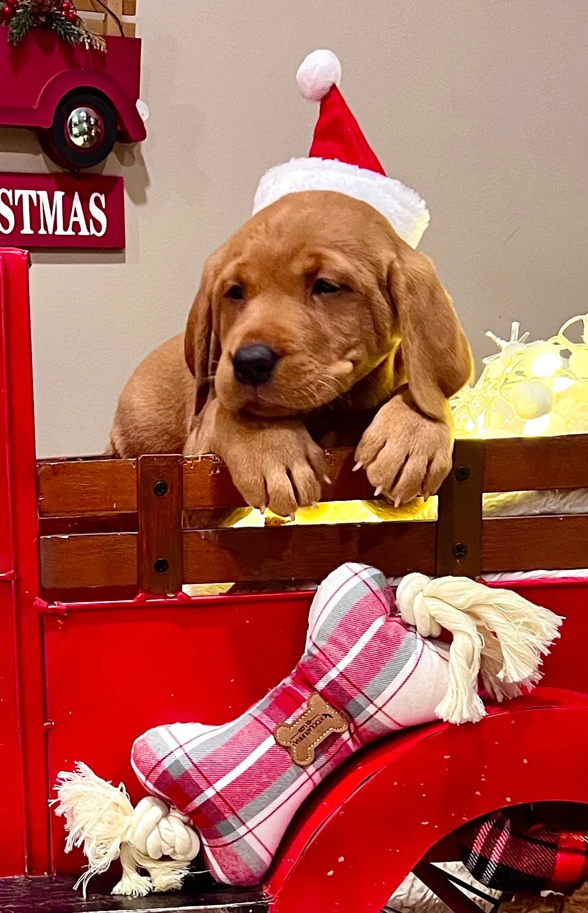 Quick Trigger Kennels photo 179