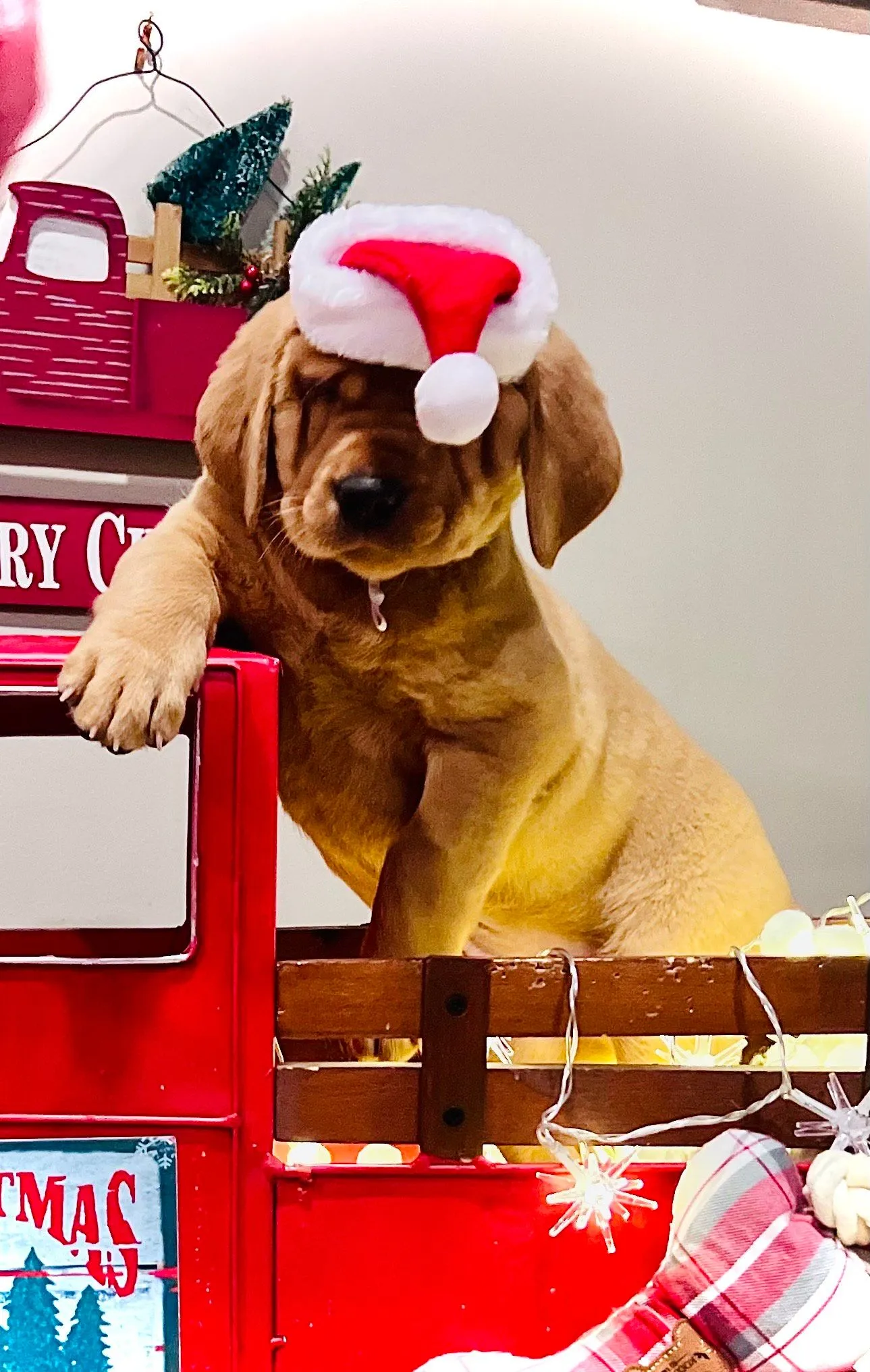 Quick Trigger Kennels photo 186