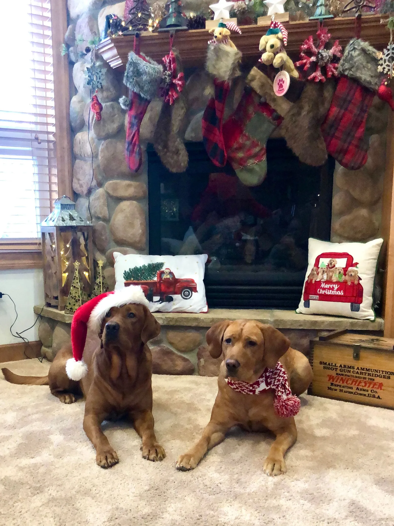 Quick Trigger Kennels photo 199