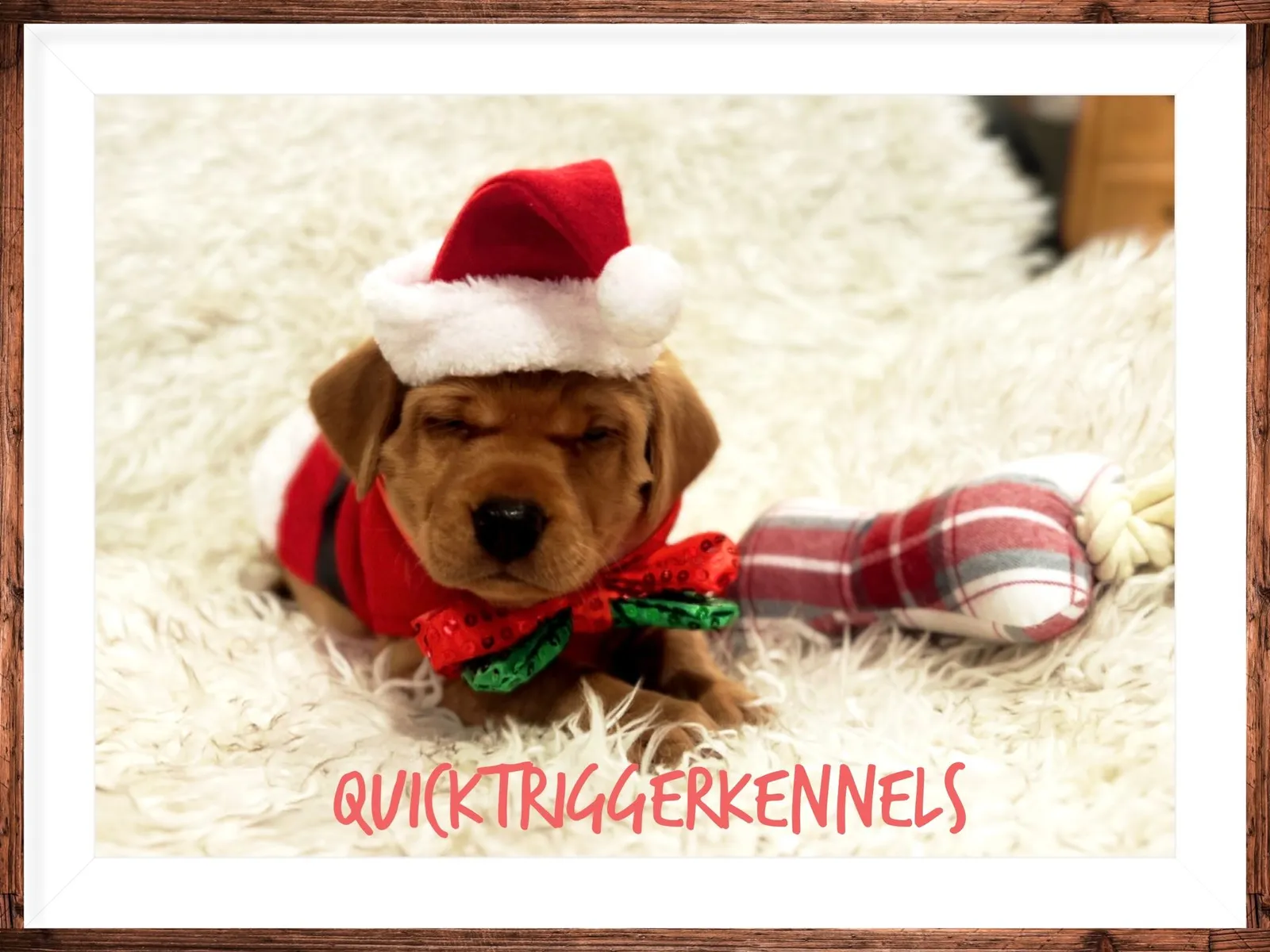 Quick Trigger Kennels photo 203