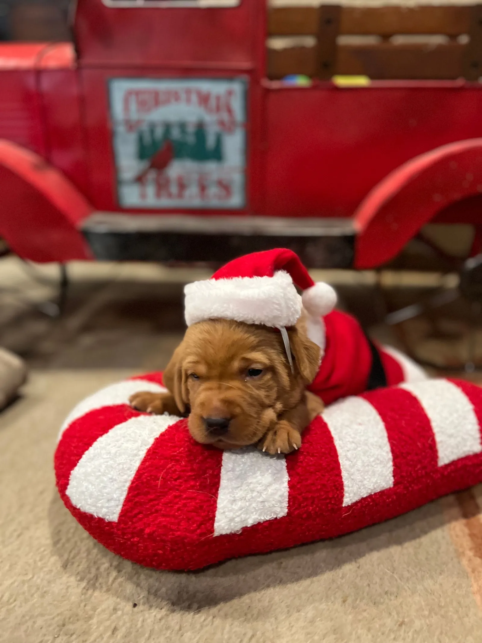 Quick Trigger Kennels photo 210