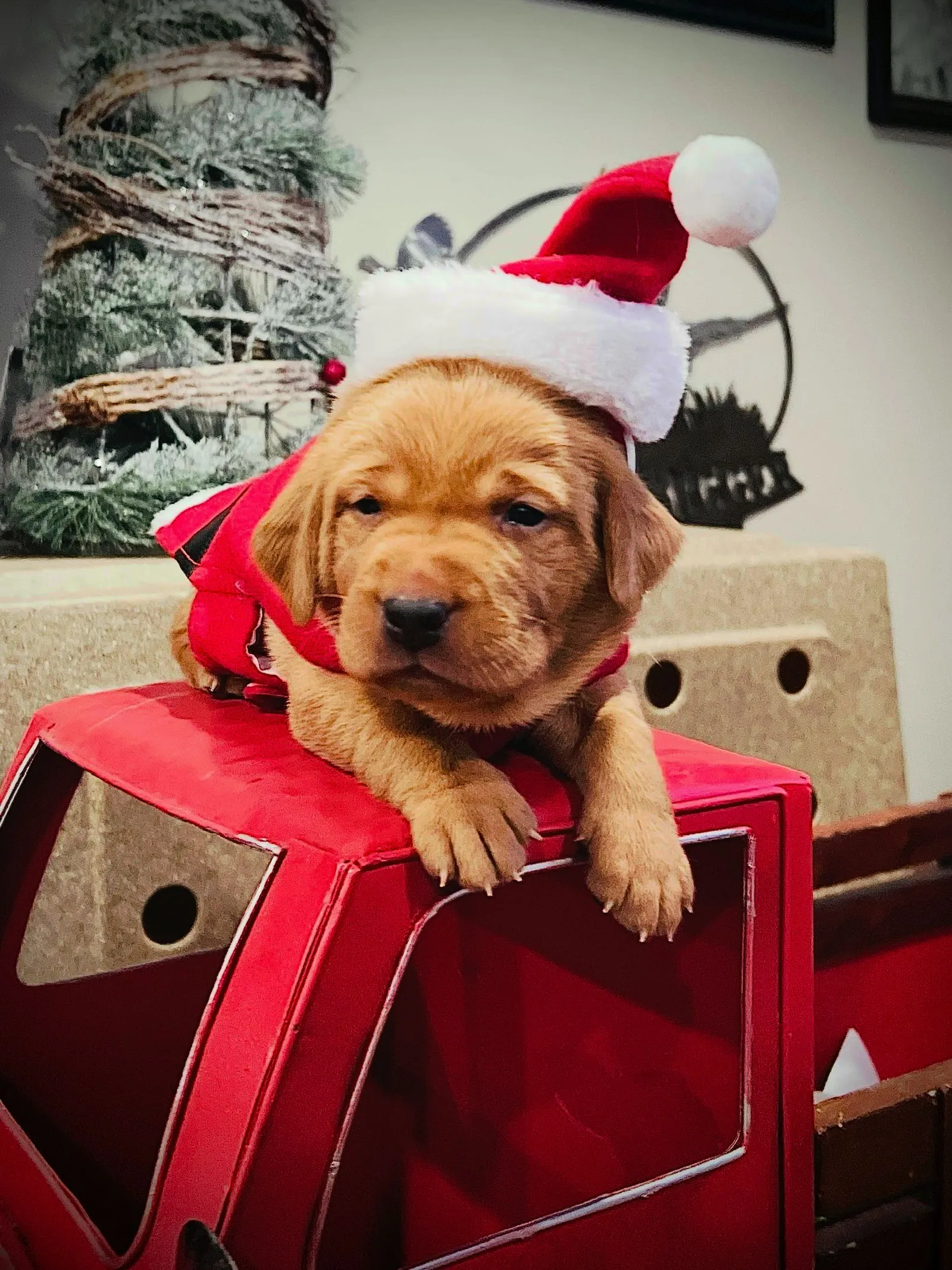 Quick Trigger Kennels photo 213
