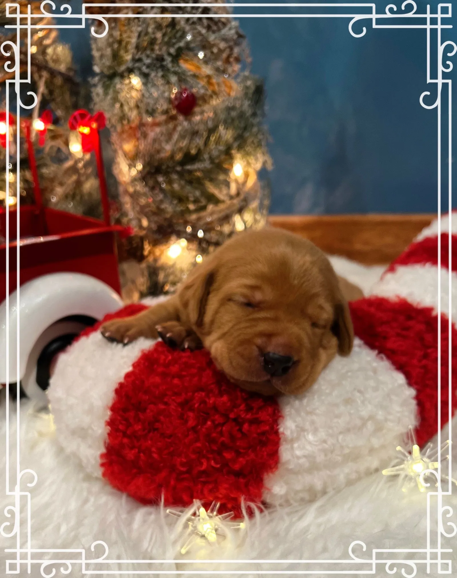 Quick Trigger Kennels photo 214
