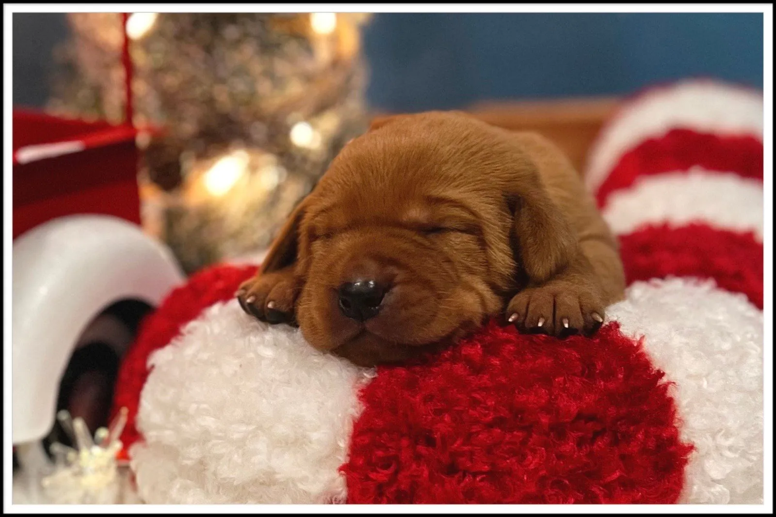 Quick Trigger Kennels photo 216
