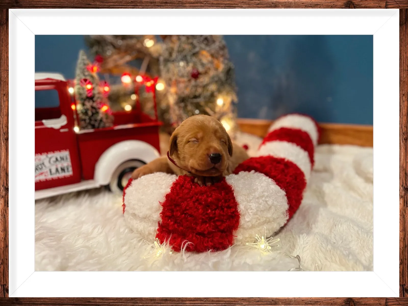 Quick Trigger Kennels photo 218