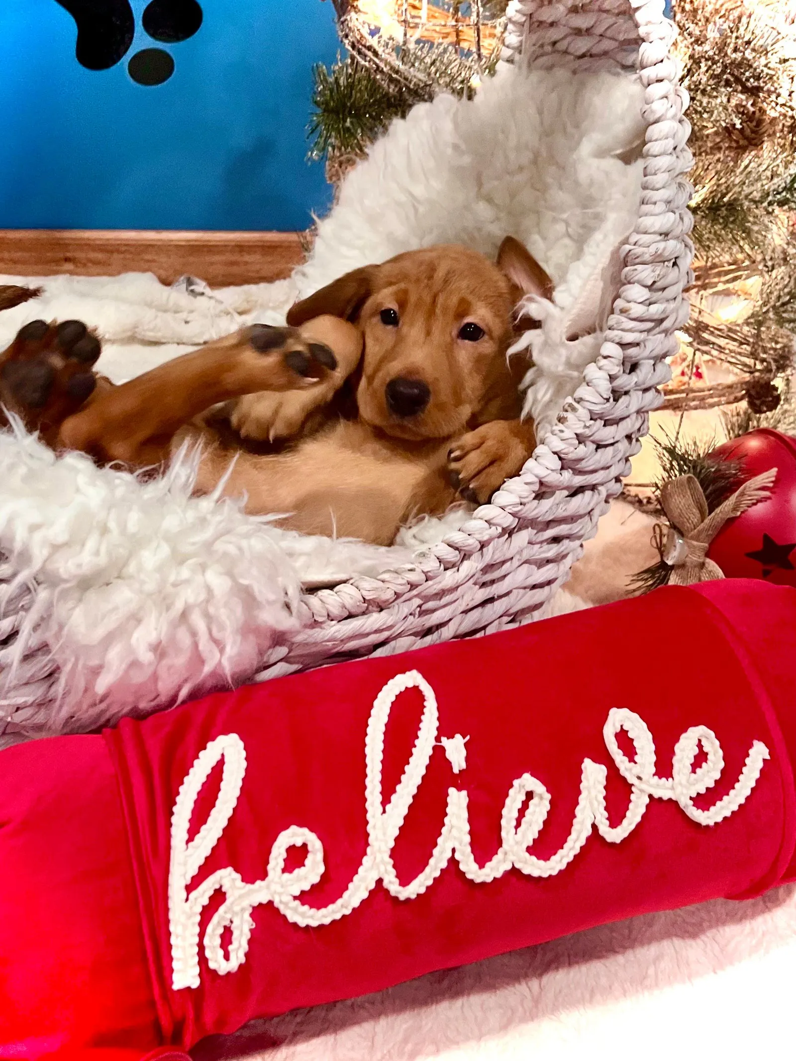 Quick Trigger Kennels photo 229