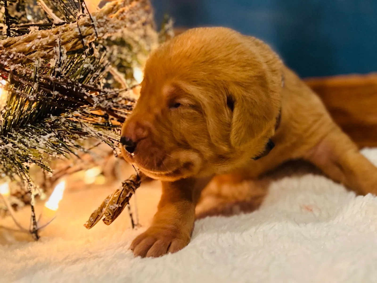 Quick Trigger Kennels photo 233