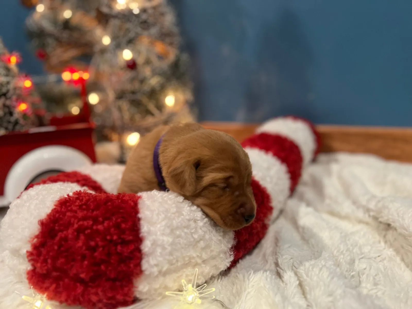 Quick Trigger Kennels photo 238