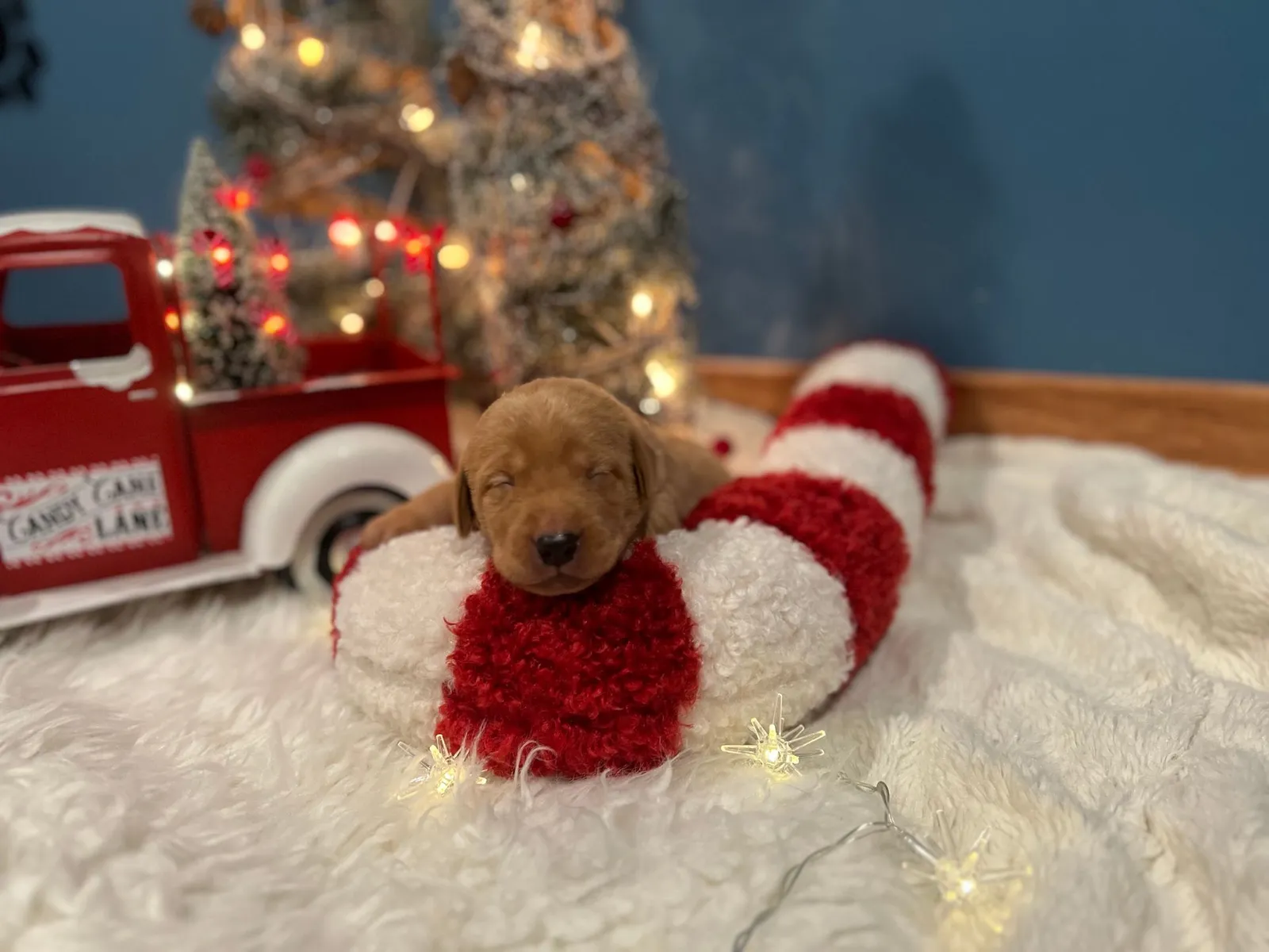 Quick Trigger Kennels photo 239