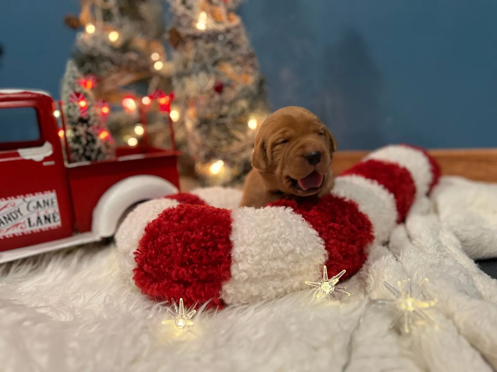 Quick Trigger Kennels photo 241