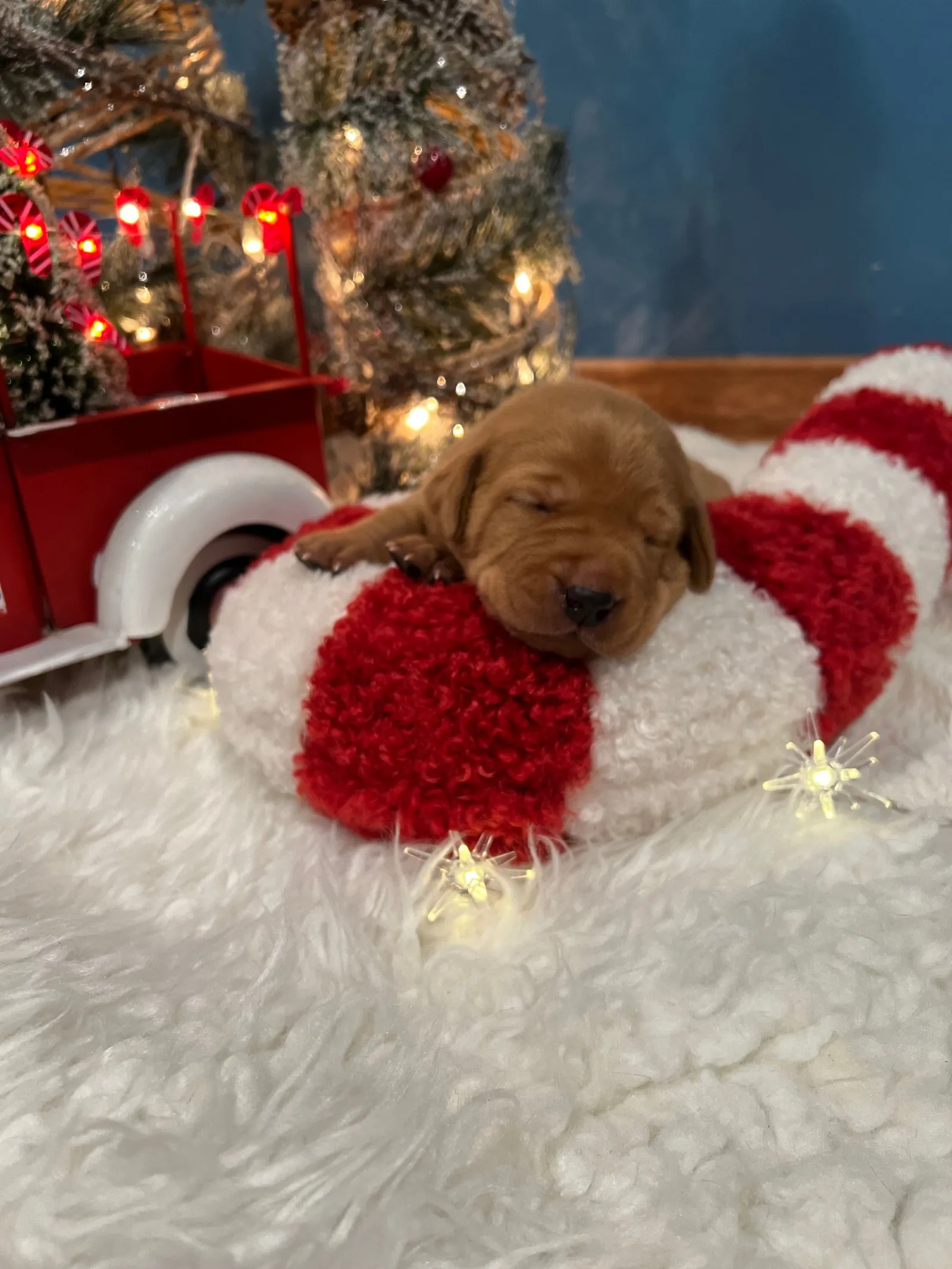 Quick Trigger Kennels photo 243