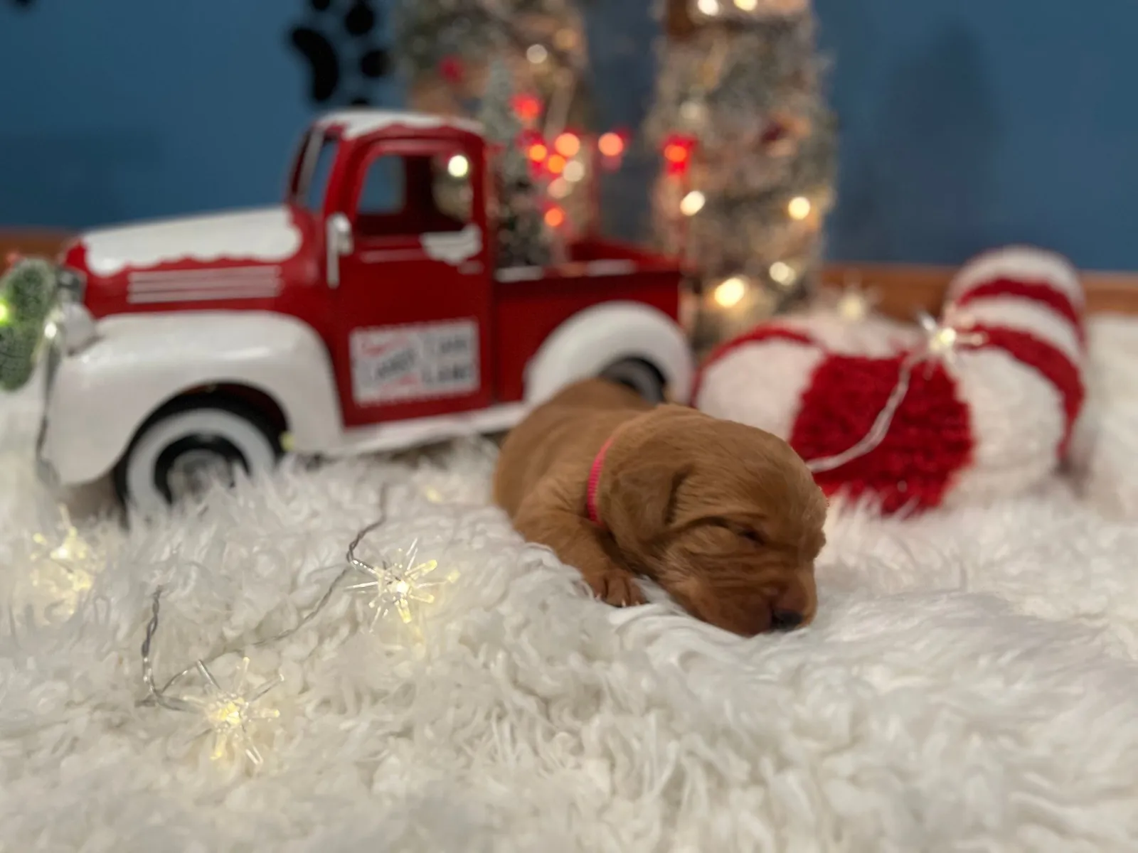 Quick Trigger Kennels photo 249