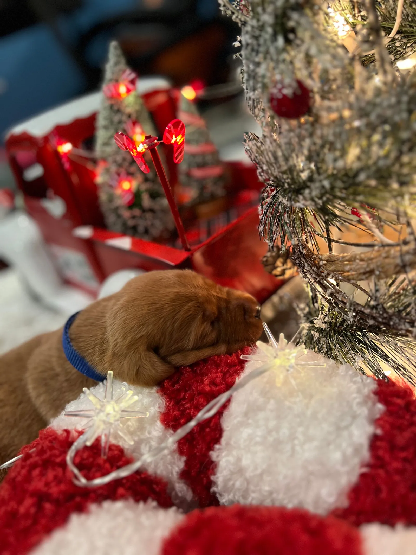 Quick Trigger Kennels photo 251