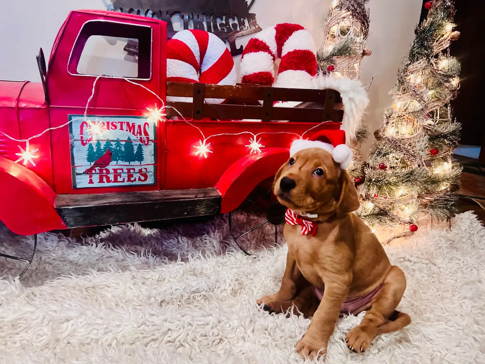 Quick Trigger Kennels photo 257
