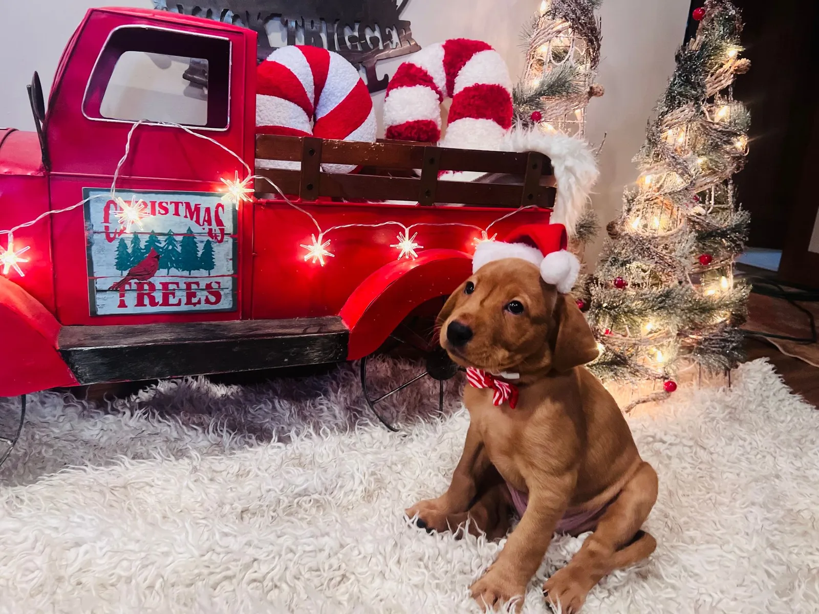 Quick Trigger Kennels photo 258