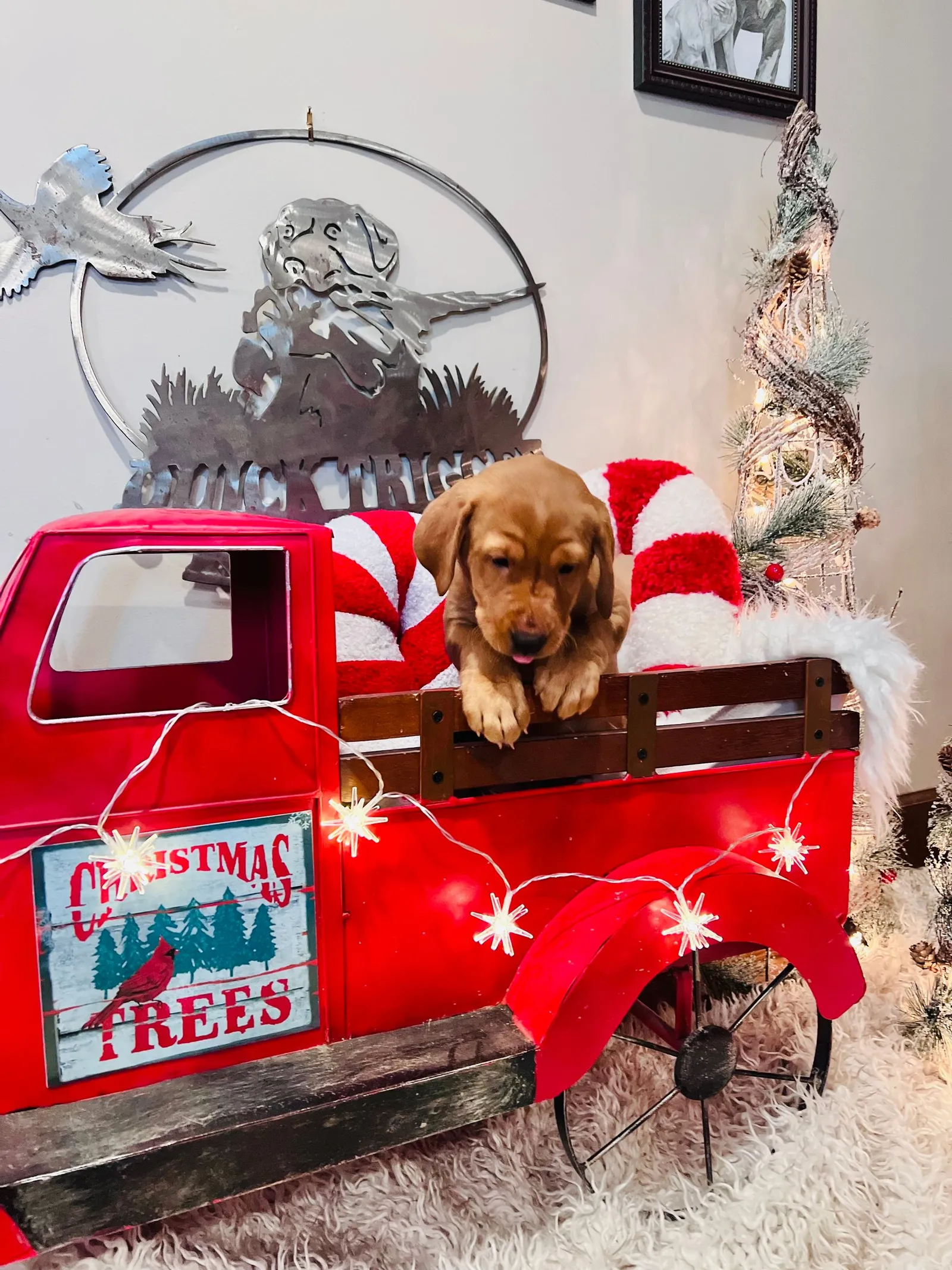 Quick Trigger Kennels photo 262