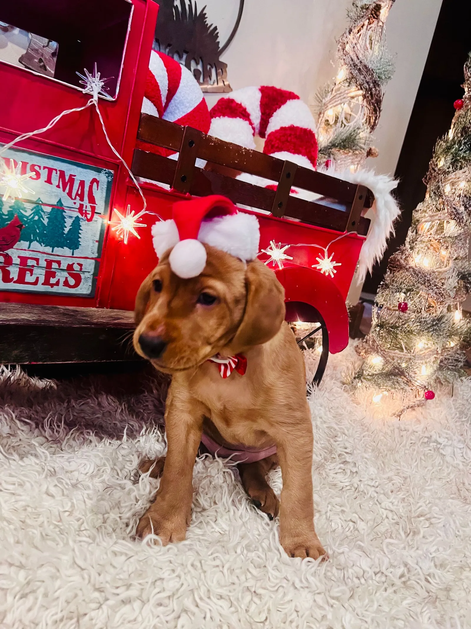 Quick Trigger Kennels photo 263